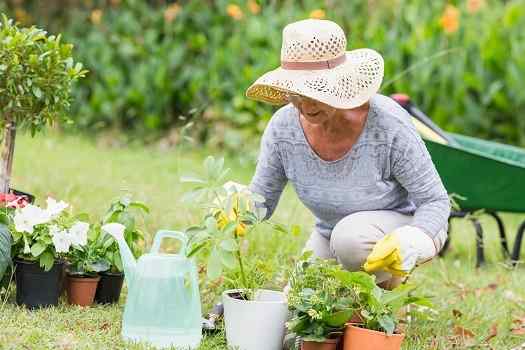 Can Gardening Boost Your Aging Loved One’s Health in Green Valley, AZ
